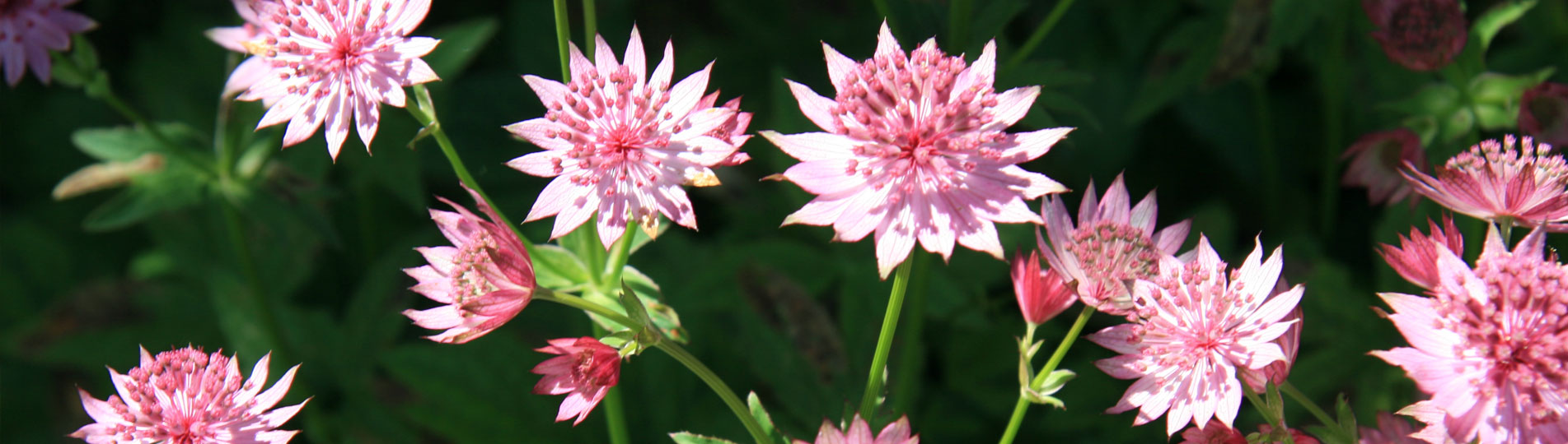 jardin montoire vendome